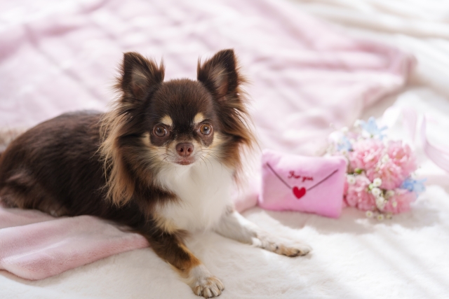 犬とプレゼント